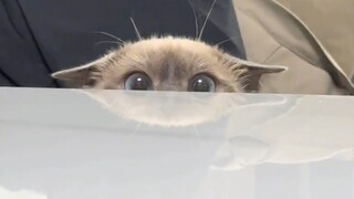 偷摸变成梭子蟹