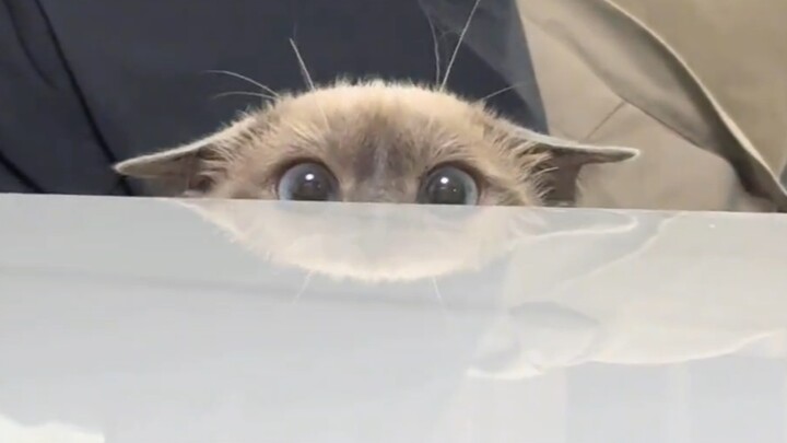 تسلل وتحول إلى سلطعون المخرز