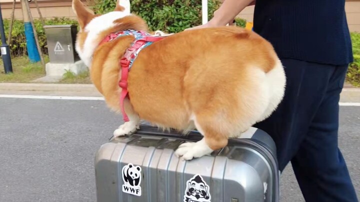 Corgi: Another weird and wacky dog-walking method has emerged!