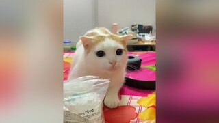 lắc cái đích bự CapCut  cat catsoftiktok mèosimmy mèo lan fyp xuhuong