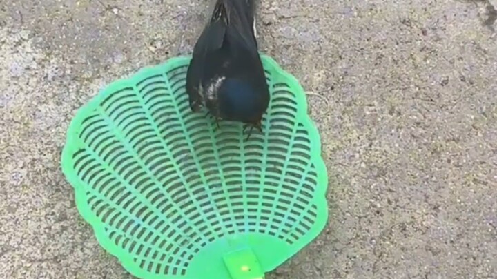 Swallow, you’re actually quite a nice person.