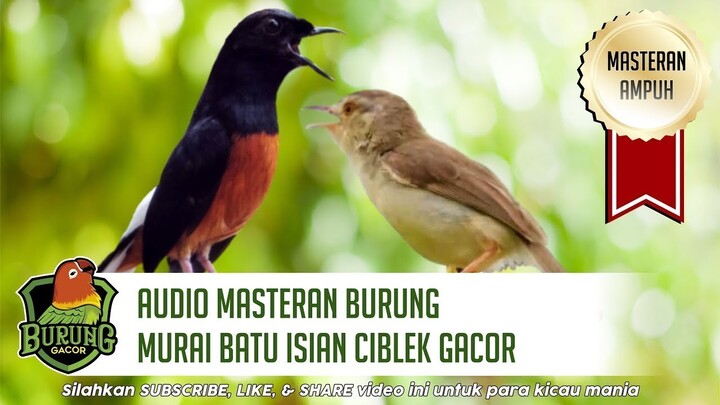 Audio Masteran Burung Murai Batu Isian Cucak Jenggot Gacor