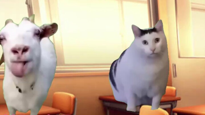 【Cat meme】About meeting Sister 80 when I first went abroad to study