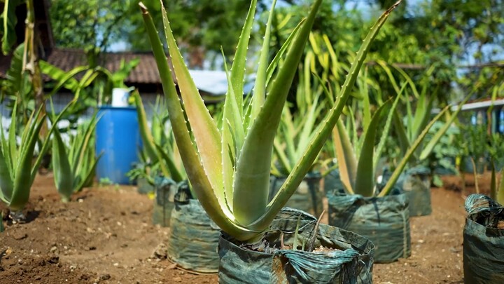 Dianggap Tanaman Biasa, Lidah Buaya Ternyata Diburu Industri Besar!