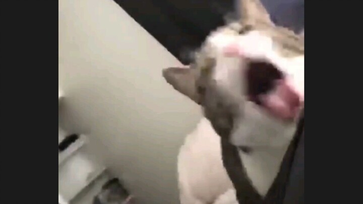 Cat: You freaking really make me sick!