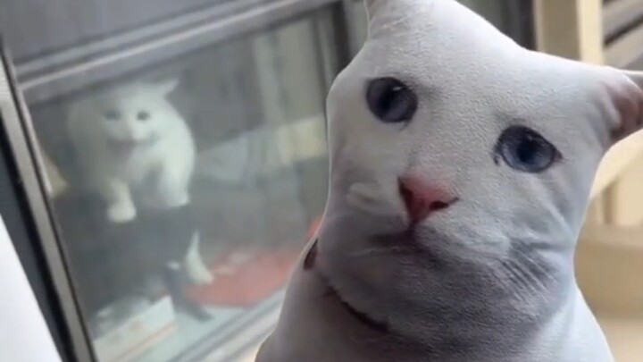猫咪有自己的老鼠干