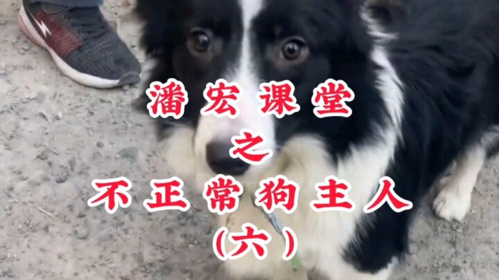 潘宏课堂之不正常狗主人（六）