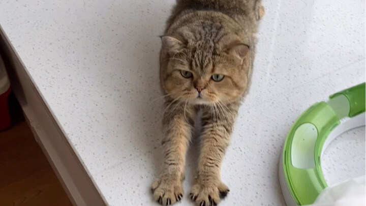 Teman-teman yang memelihara kucing! Ingat, jangan sekali-kali membiarkan kucing Anda mencoba minum y