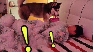 ตื่นเช้ามา พบว่าข้างเตียงนอนมีไซบีเรียนอยู่เป็นความรู้สึกยังไงนะ？