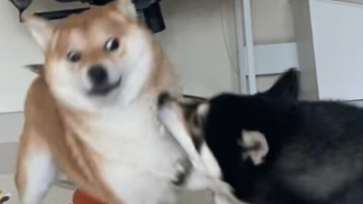 I’ve never seen a dog this annoying! Come check out just how much this Shiba Inu deserves a smack!