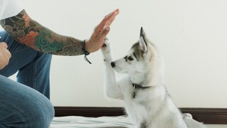 Siberian Husky Catches Treat