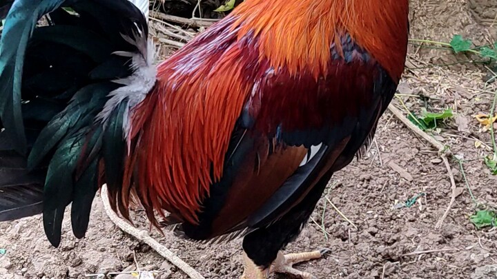 Black water farm.broad cock