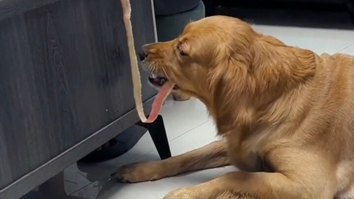 Alat pengolah kulit buah yang sulit ditolak, keuntungan punya anjing: tidak ada sampah dapur!