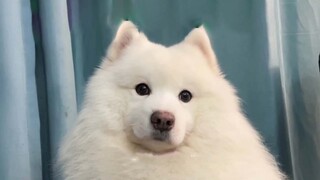 [Hewan]Anak anjing itu tidak bisa mengendalikan telinganya