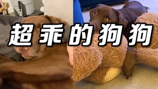 超乖的狗狗，会拿玩具给客人玩、会带着小枕头看日出