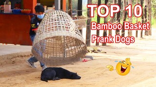 TOP 10 Prank Dog! Super Huge Bamboo Basket vs Sleep Dogs - New Funniest Must Watch in​ 2021