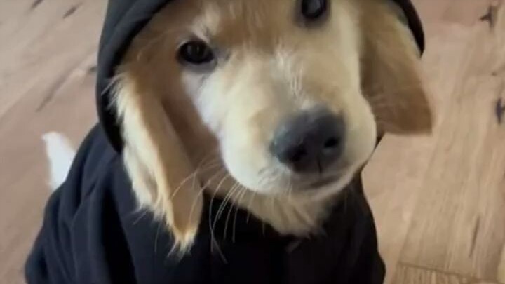 Chú cún vàng nhỏ mặc gì cũng dễ thương