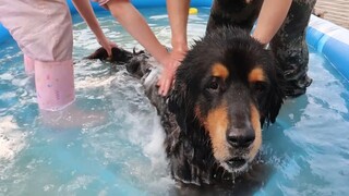 [Satwa] [Dog Person] Mandi paksa Tibetan Mastiff sungguh tidak bijak