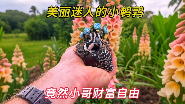 The young man set a trap and found quail eggs; after hatching, the adorable little quails even helpe