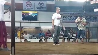 2 hits Champion using stags vs cocks at Malanday Cockpit Arena