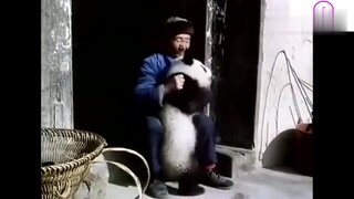 村民捡到野生大熊猫宝宝之后……