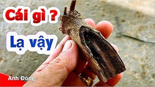 Cái này hay lắm có thể tạo ra được cây bonsai đẹp 👍