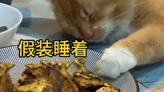 This kitten really loves to act!