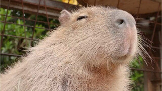 Kesantayan si Capybara ♪(´ε｀ )