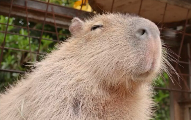 Kesantayan si Capybara ♪(´ε｀ )