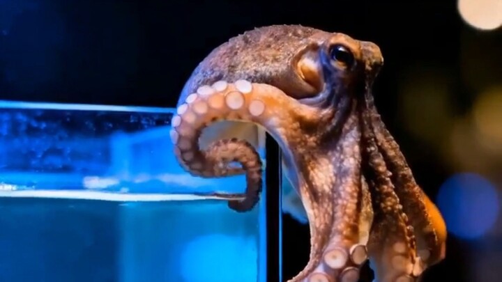 O polvo é inteligente o bastante para planejar uma fuga? 🐙🧠
