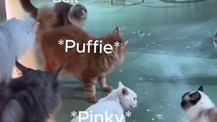 I love you puffie