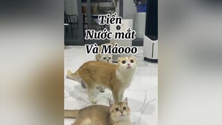 Đàn mèo của chị  mất dạy như chị vậy 😂😂😂 cat mèo FASHIONVOYAGE GuongMatHaiHuoc
