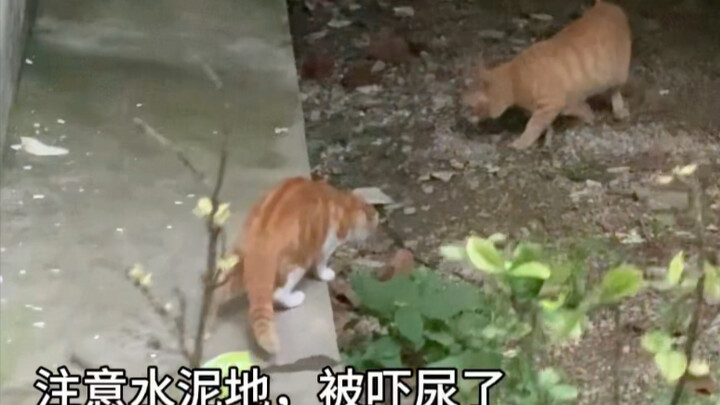 跟耄耋吵架被吓出史