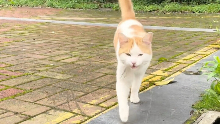 Kitty: Human, you’re finally here~