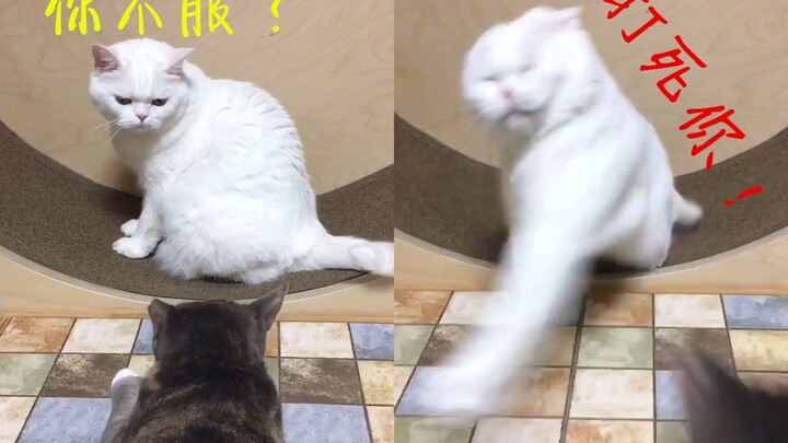 I’ve never seen such a bossy cat!