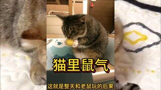 猫里鼠气，猫妈妈终于会照顾孩子了！神评一波接一波，这届网友太有才了！