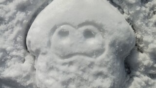 在阳台找到了冻住的鱿鱼