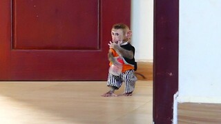 Adorable Tiny Baby Maki Walking Follow Mom When See Mom holding Basket His Milk