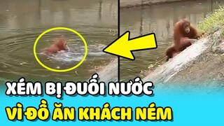 💥Chú đười ươi BỊ TRƯỢT CHÂN xuống hồ vì cố LẤY ĐỒ ĂN do du khách ném cho | TIN GIẢI TRÍ