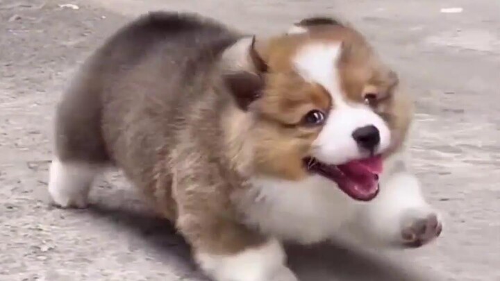 A cute little dog for you