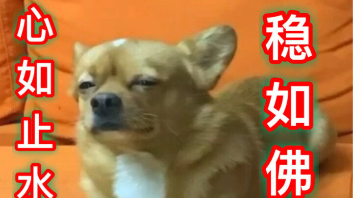 หน้าด้านของหมาเนี่ยมันหนาขนาดไหนกันนะ?