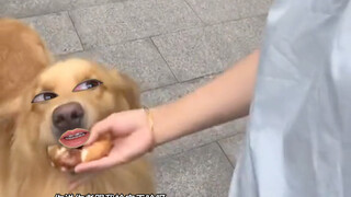 狗狗：一个景点你管我一辈子