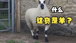 แกะที่ดูเหมือนแกะ เหมือนม้า และเหมือนวัวนม?