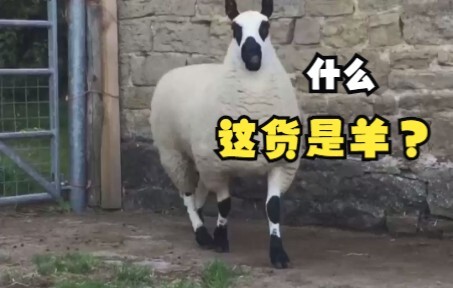 A sheep that looks like a sheep, a horse, and a cow all at once?