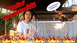 ประกอบกรงนก ให้นกแก้วซันคอนัวร์ ( Sun Conure ) EP.4