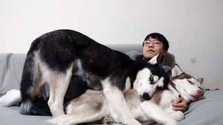 Husky: Tidur Bersama Istriku, Ini Dendam Setinggi Langit