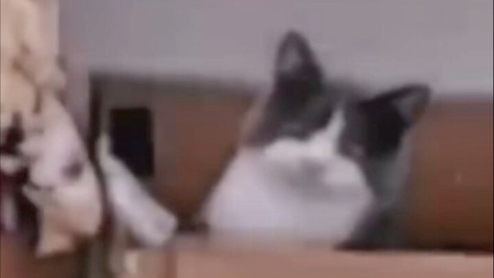 猫儿这个栽赃陷害