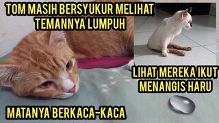 Subhanallah Kucing Tom Menangis Keluar Air Mata Melihat Kucing Buta Dan Lumpuh Jalanya Ngesot..!