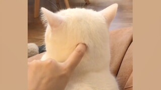Video siêu ấm áp với mèo