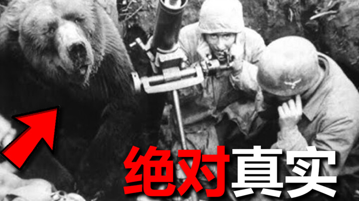 How to Train a Bear to Become a Killing Machine